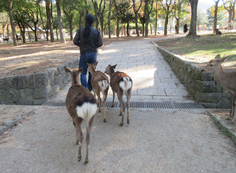 Deer of Nara Park