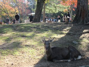 Deer of Nara Park