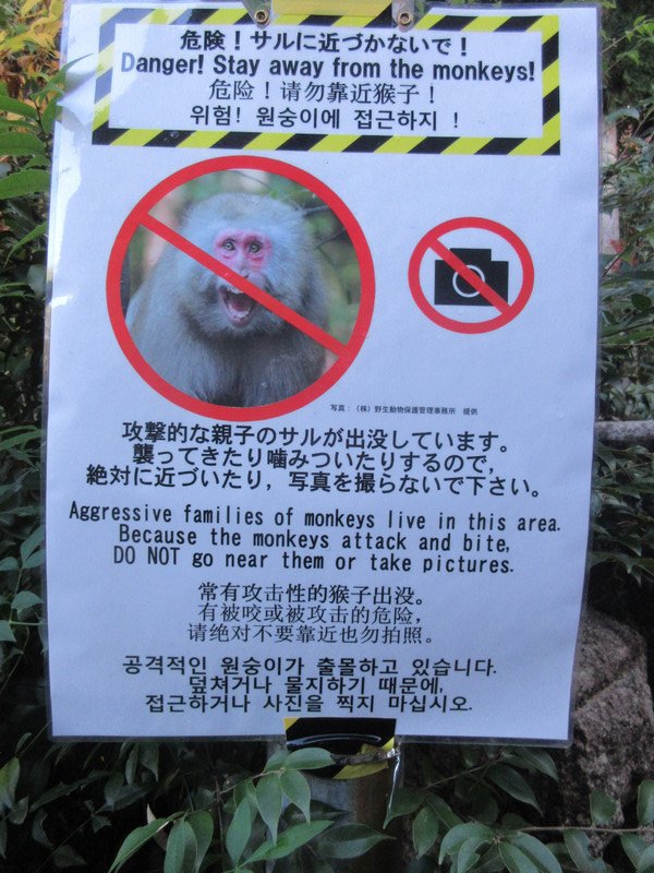 Do Not Take Photos of the Monkeys!