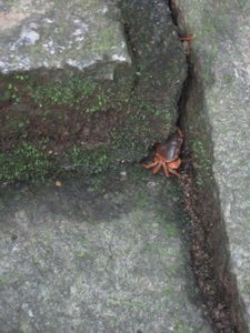 Crab at Fushimi-Inari