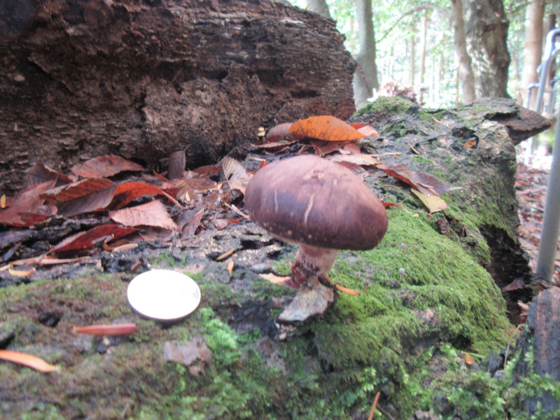 Mushroom on Hike from Kibune to Kurama