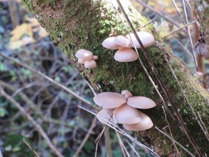 Mushrooms Along Nakasendō