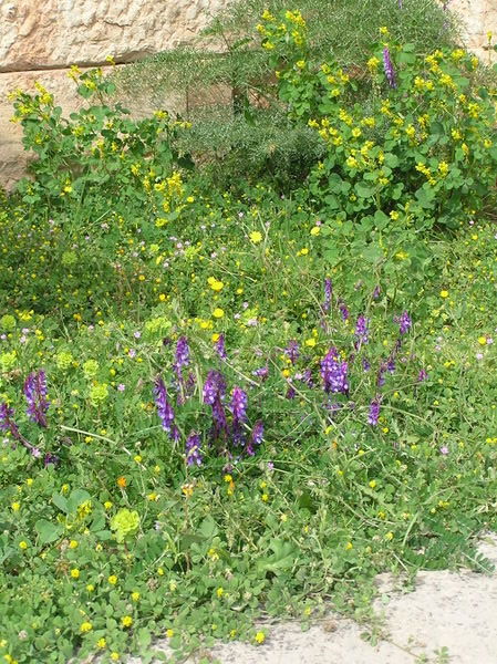 Wildflowers at Delphi
