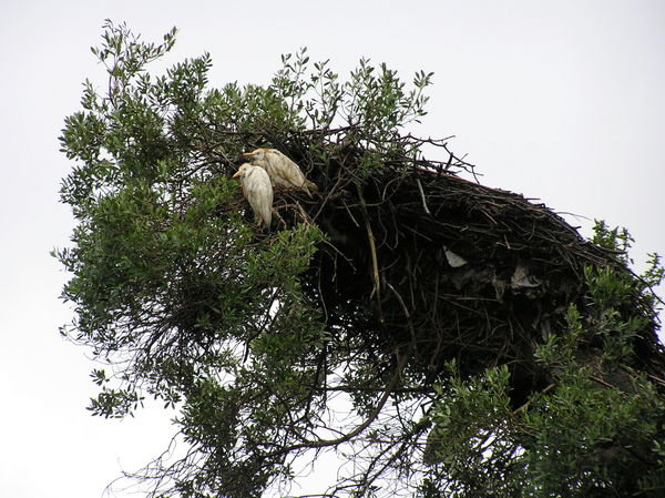 Storks at Chellah