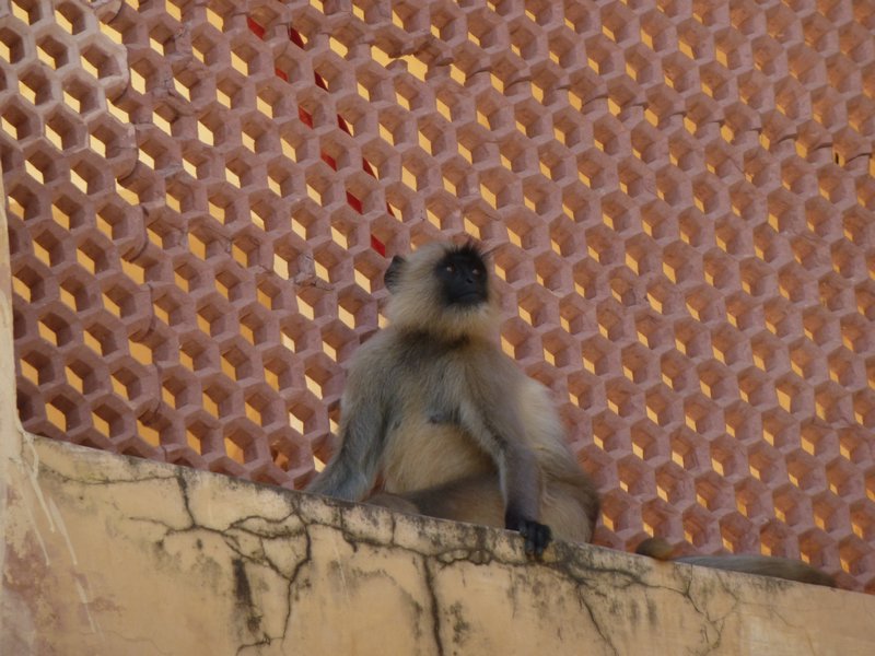 One of the monkeys patrolling the area. 