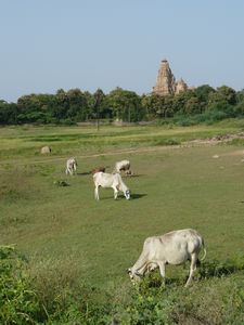 Khajaraho countryside