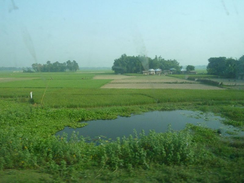 Our travels from Varanasi took us from rice paddy fields...