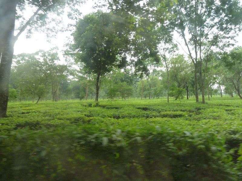 ...through tea plantations...