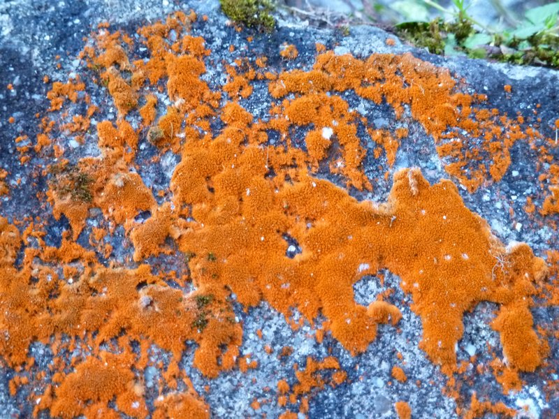 Strange orange moss