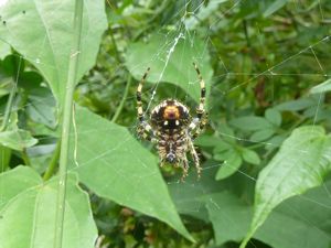 Spider at Lloyd Botanic Garden