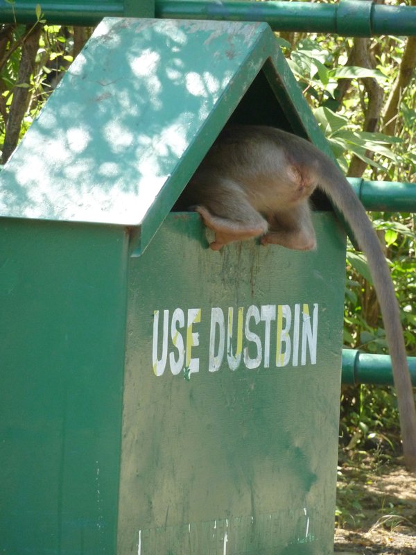 Monkey in the dustbin