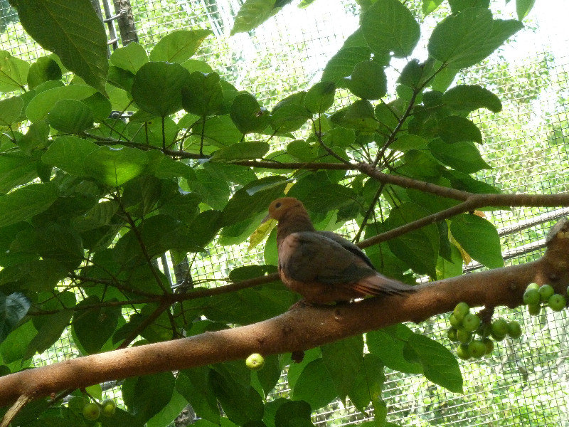 Bird at Edward Youde Aviary in Hong Kong Park