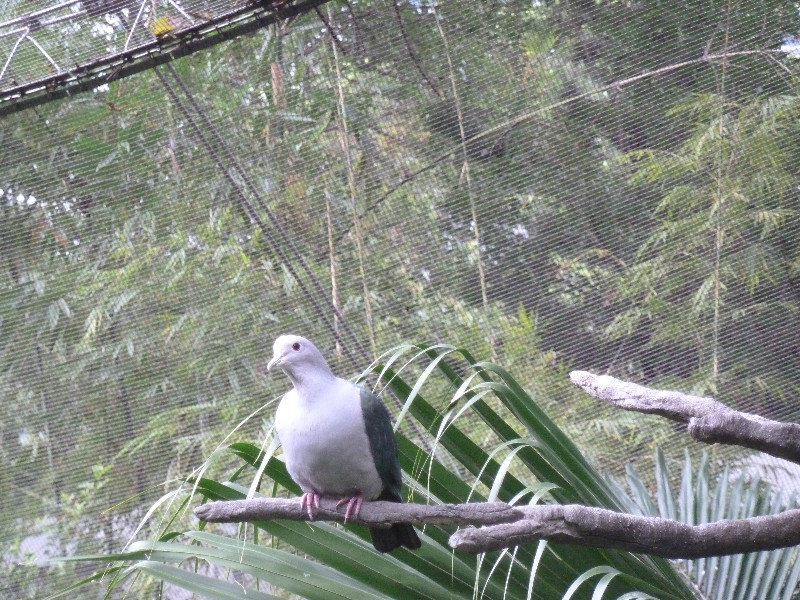 Bird at Edward Youde Aviary in Hong Kong Park