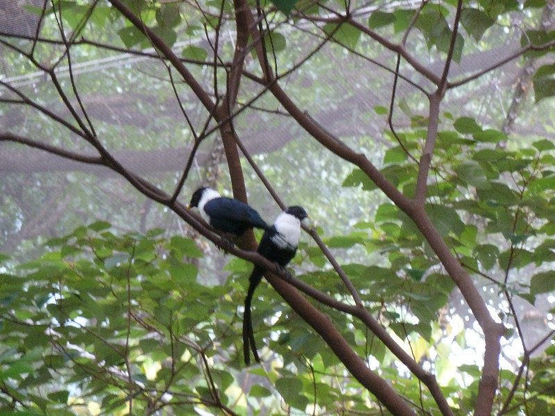 Birds at Edward Youde Aviary in Hong Kong Park
