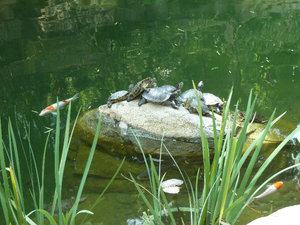 Turtles in Hong Kong Park
