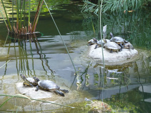 More turtles in Hong Kong Park