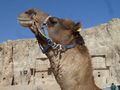 Camel at Necropolis