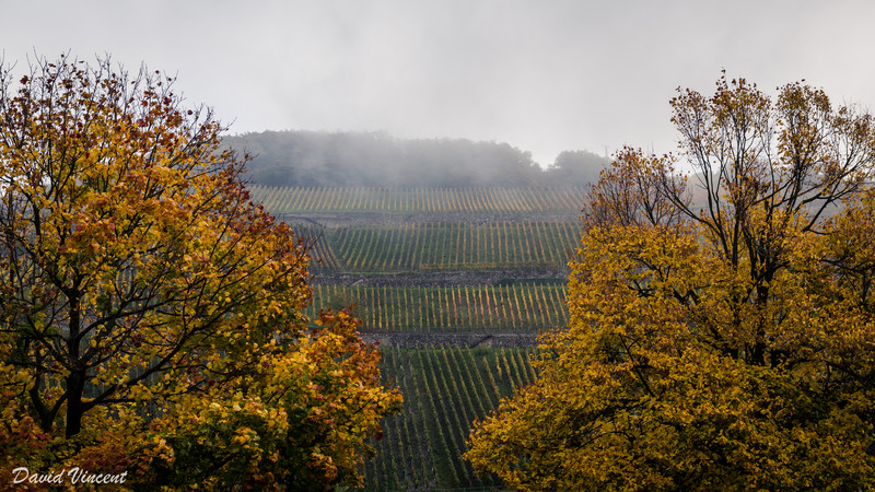 Vineyards in the fog