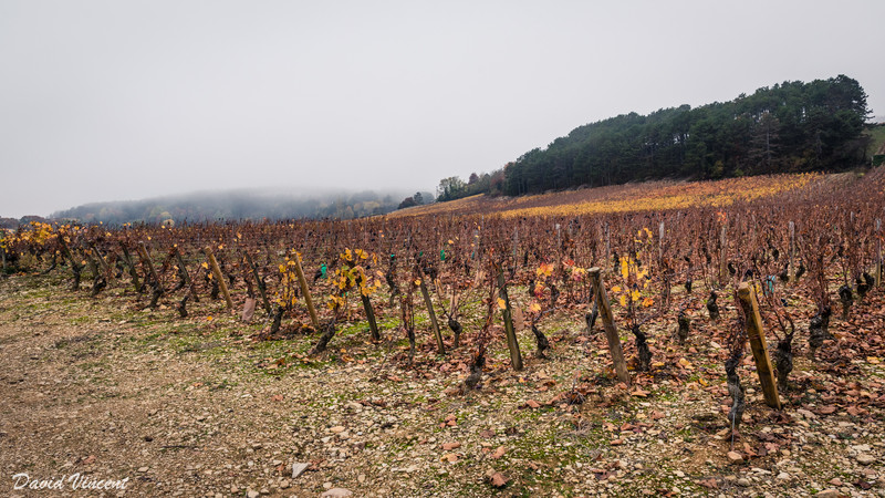 Cote de Beaune vineyards