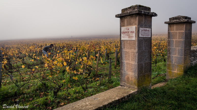 Grand Cru vineyard