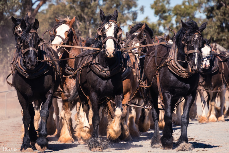 The leading horses of the Clydesdale team