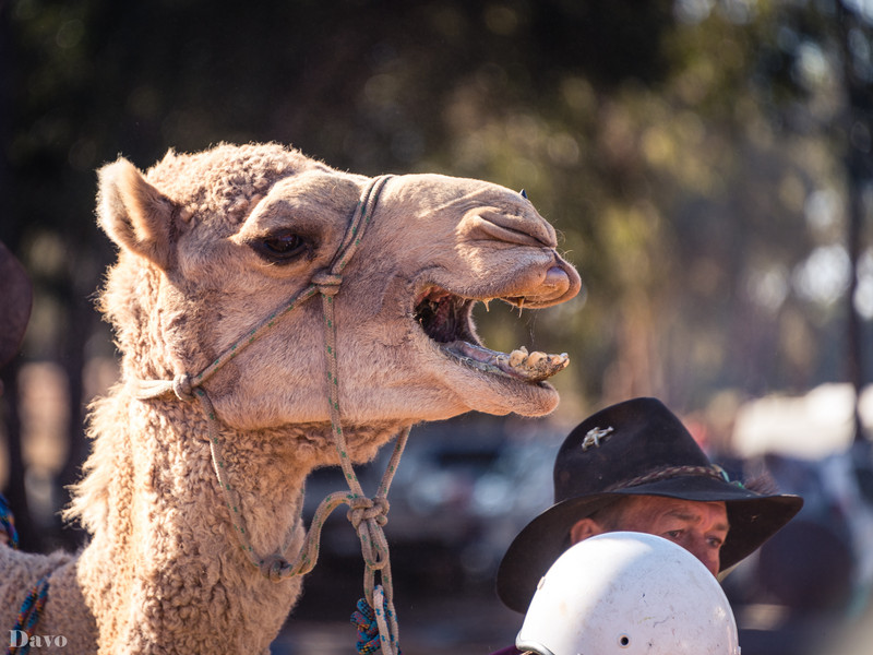 A noisy camel