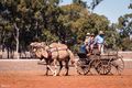Camels pulling a cart in the grand parade