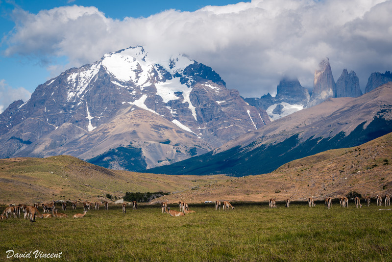 Herd of Guanacos in front of the Paine Massif