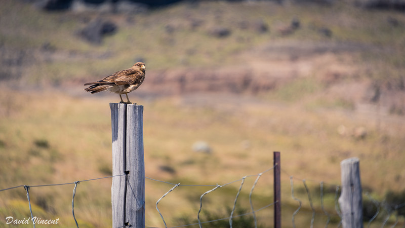 Hawk on a Fence Post
