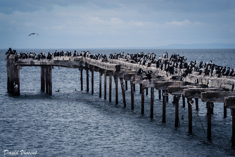 Birds on an Old Jetty