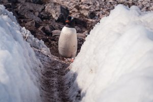 Penguin Looking Down the Highway