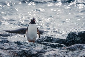 Gentoo Penguin Exiting the Water
