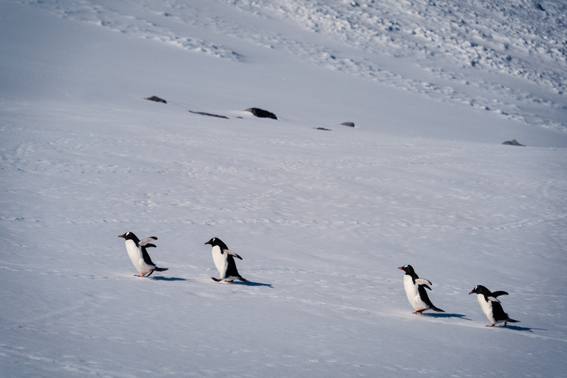 Gentoo Penguins Climbing the Hill