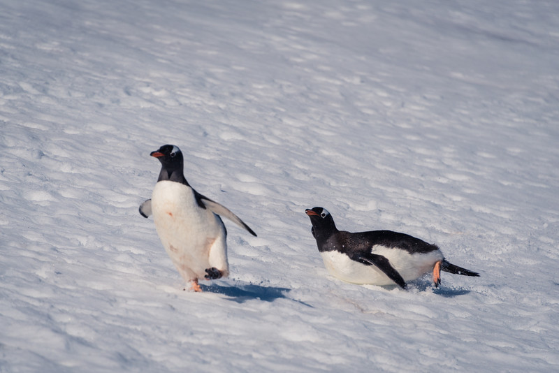 Gentoo Penguins Chasing Each Other