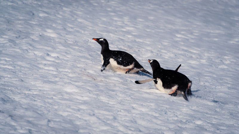 Gentoo Penguins Chasing Each Other