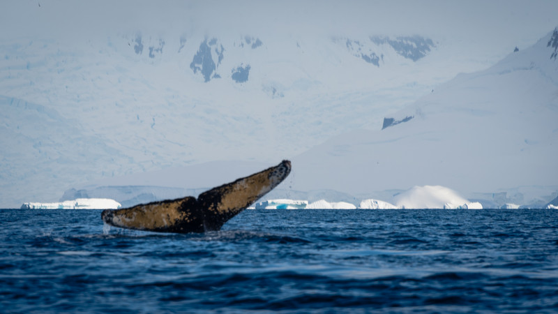 Humpback Whale Fluke