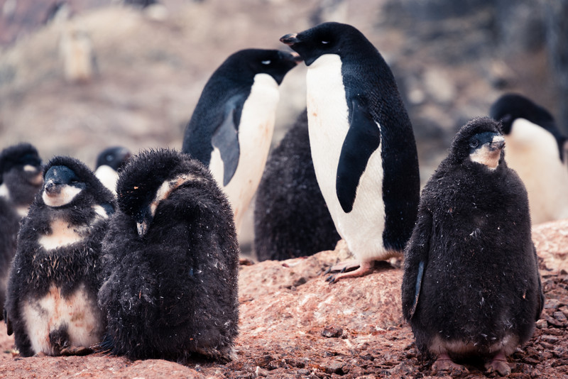 Adelie Penguins with Chicks