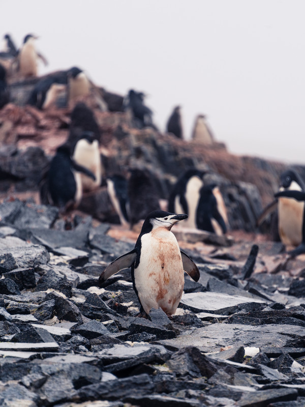 Chinstrap Penguin Walking Past Adelie Penguins