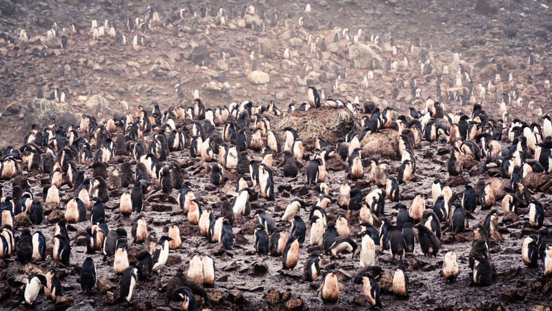 So Many Adelie Penguins