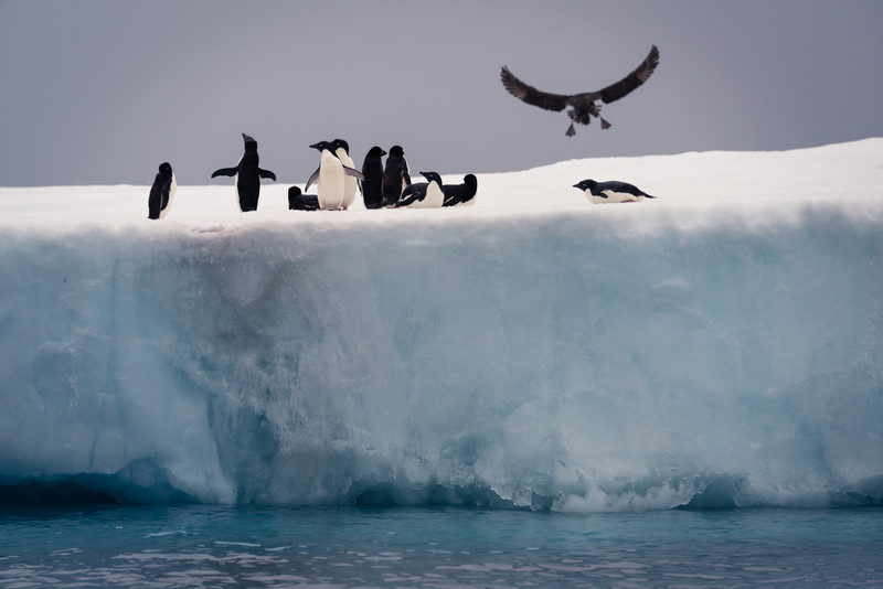 Penguins on an Iceberg While a Petrel Lands