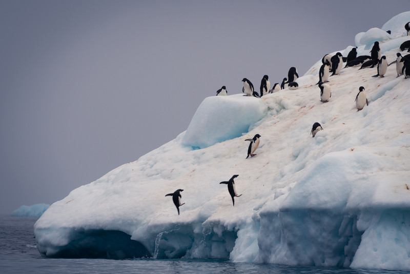 Adelie Penguins Jumping Onto the Iceberg
