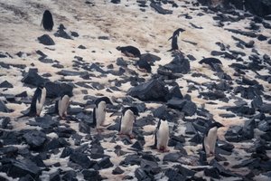 Adelie Penguins Heading Down to the Water