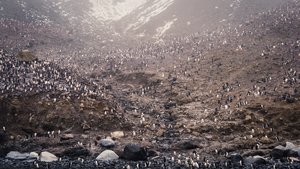 So Many Adelie Penguins