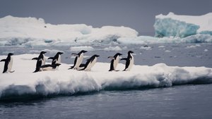 Adelie Penguins Getting Ready to Jump