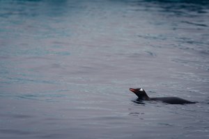 Adelie Penguin Swimming