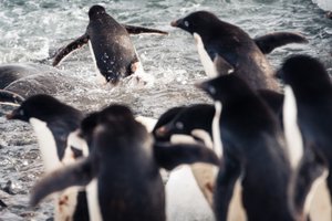 Adelie Penguins Entering the Sea