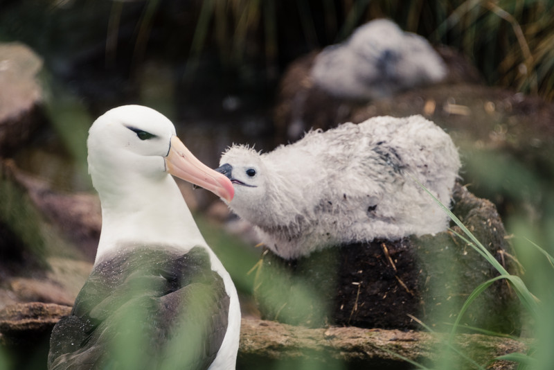 Albatross Chick Asking Mum for Food