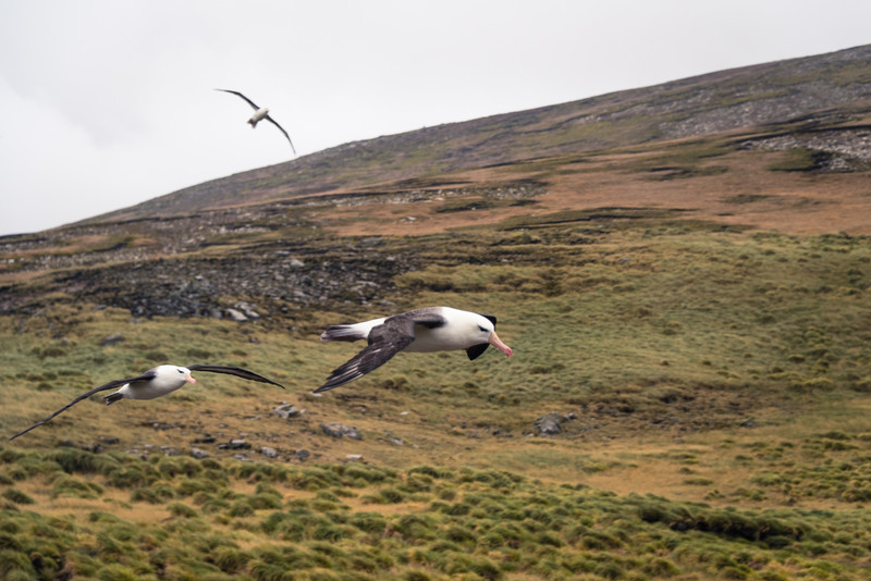 Black-browed Albatrosses