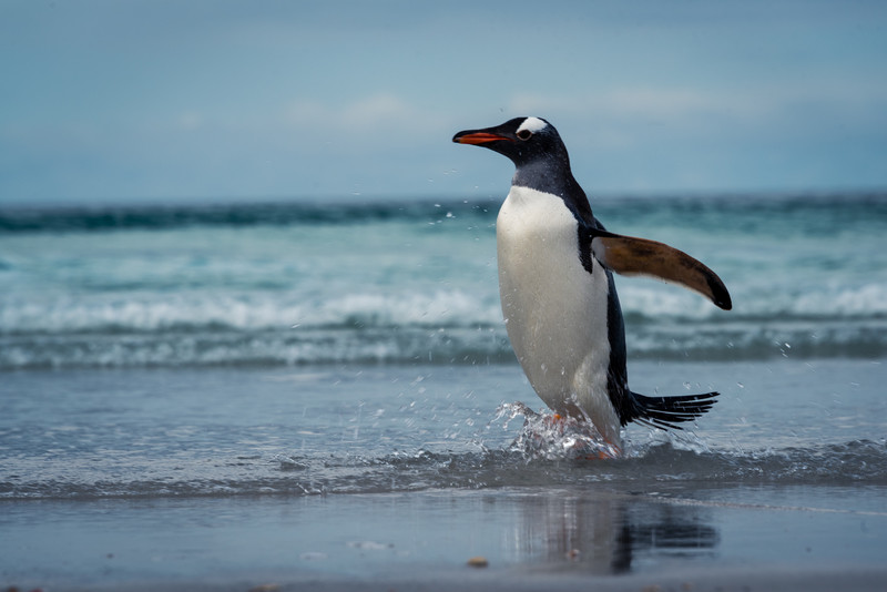Gentoo Penguin Frolicking on the Beach