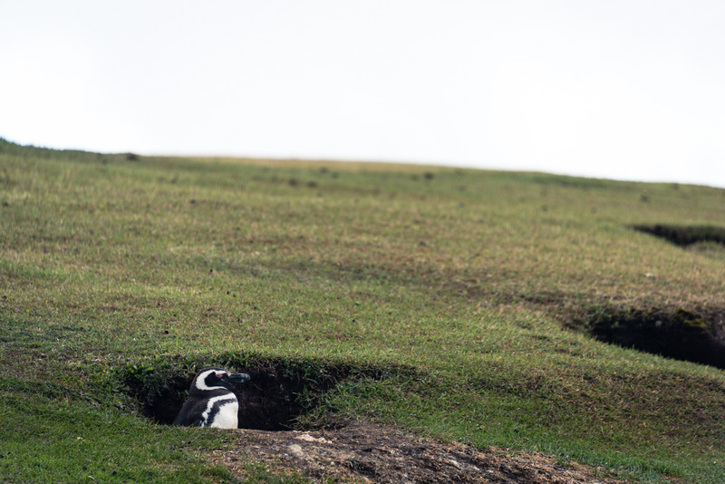 Magallenic Penguin at Home